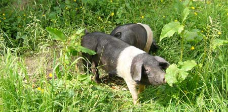 Fishers Mobile Farm pigs